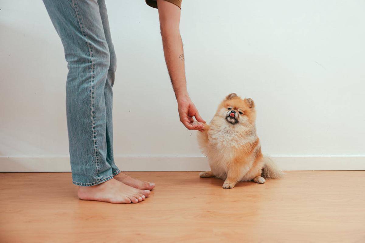 ilustrasi anjing peliharaan 