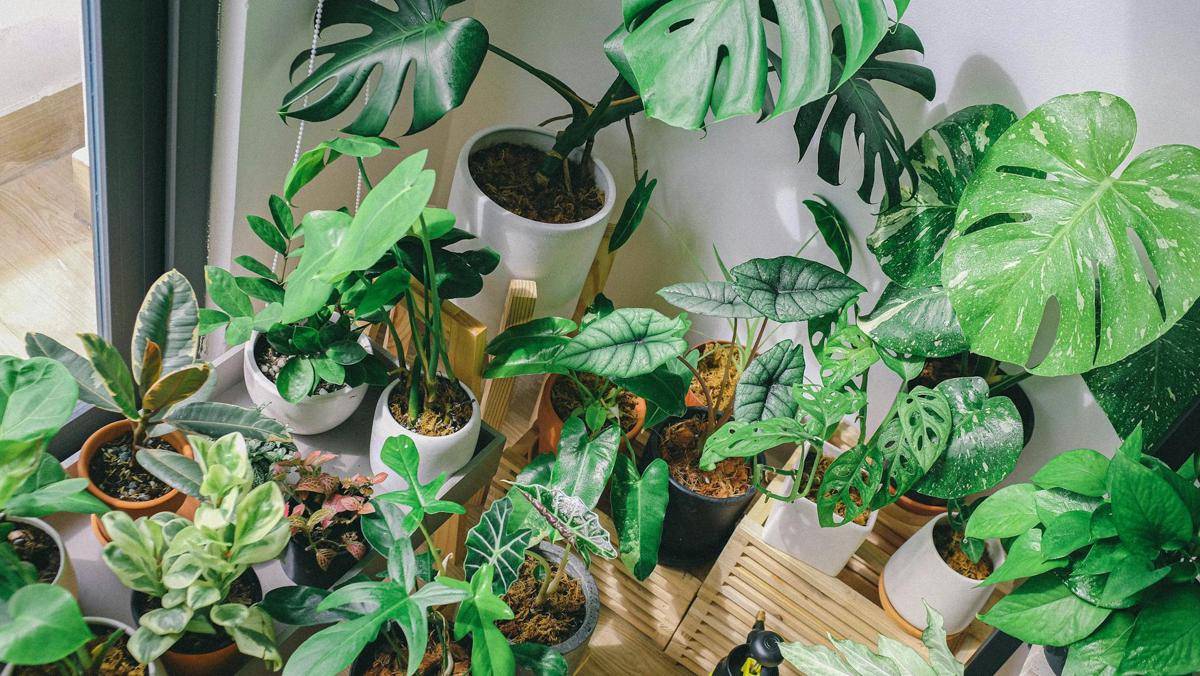 ilustrasi plant grouping (pexels.com/Huy Phan)