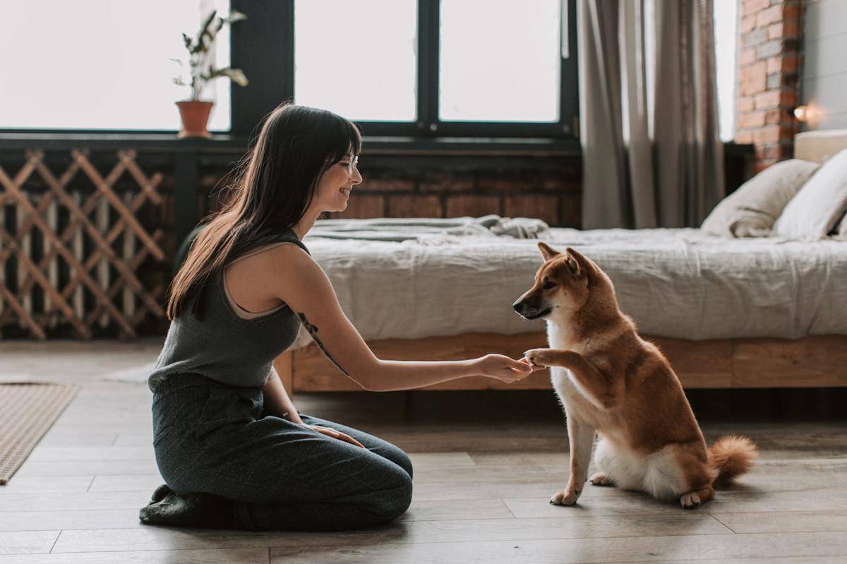 ilustrasi bersalaman dengan anjing 