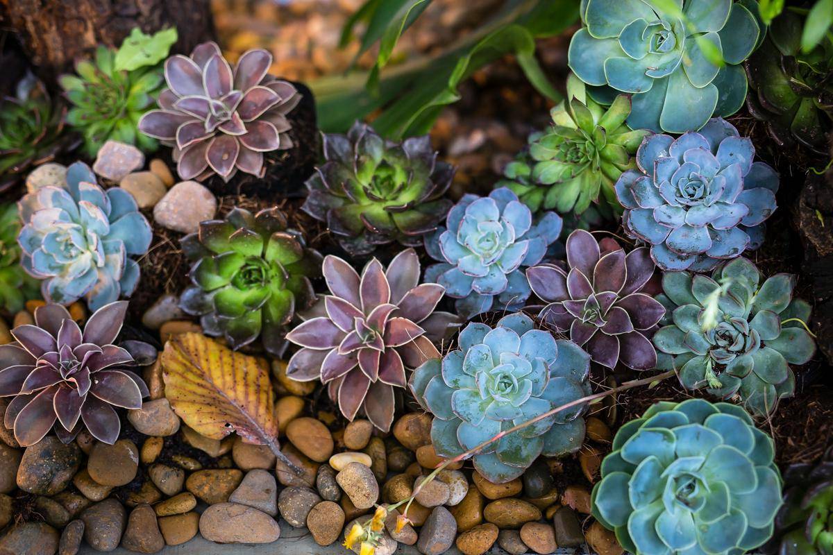 ilustrasi tanaman sukulen echeveria (unsplash.com/Quang Nguyen Vinh)