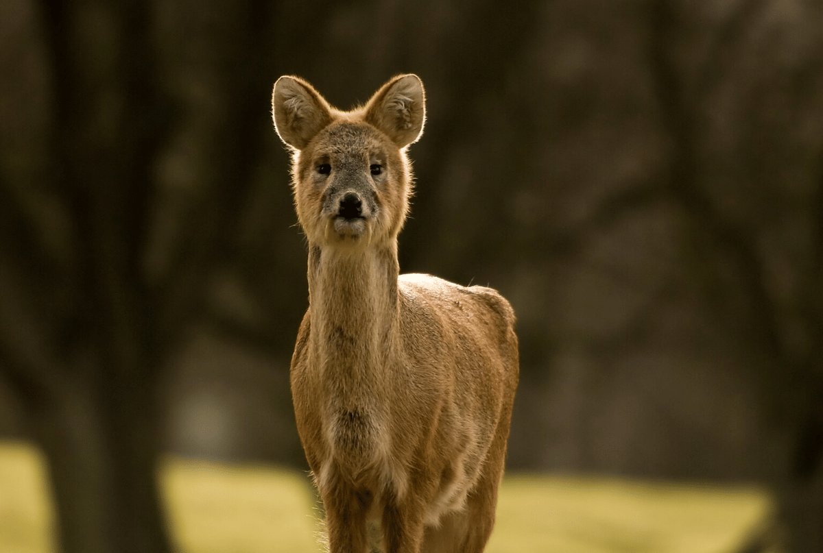 kijang air (commons.wikimedia.org/William Warby)
