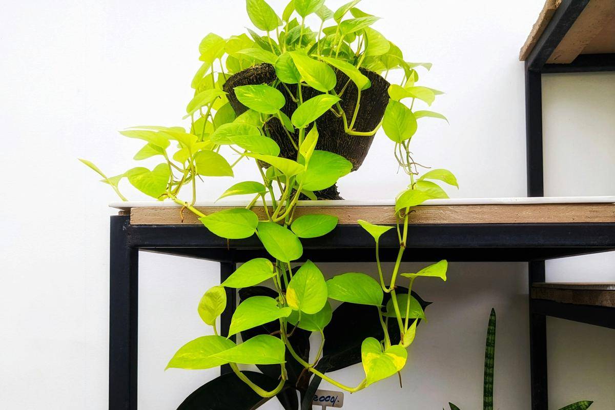 ilustrasi tanaman pothos (unsplash.com/Sajeevan Balachandran)