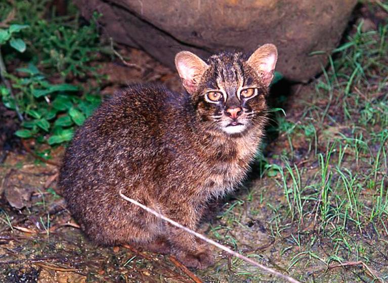 Iriomote Cat