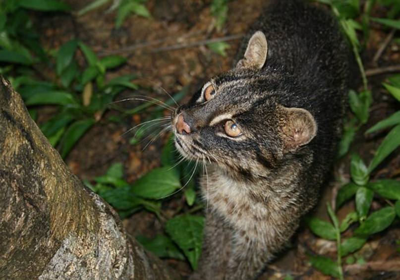 Iriomote Cat