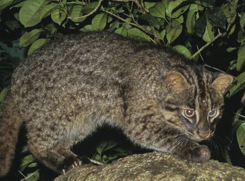 Iriomote Cat