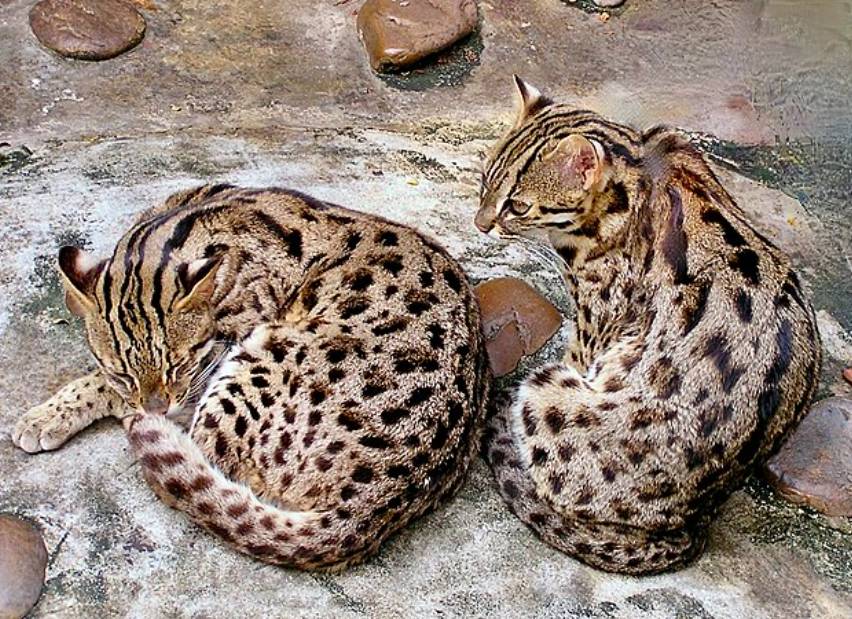 Iriomote Cat