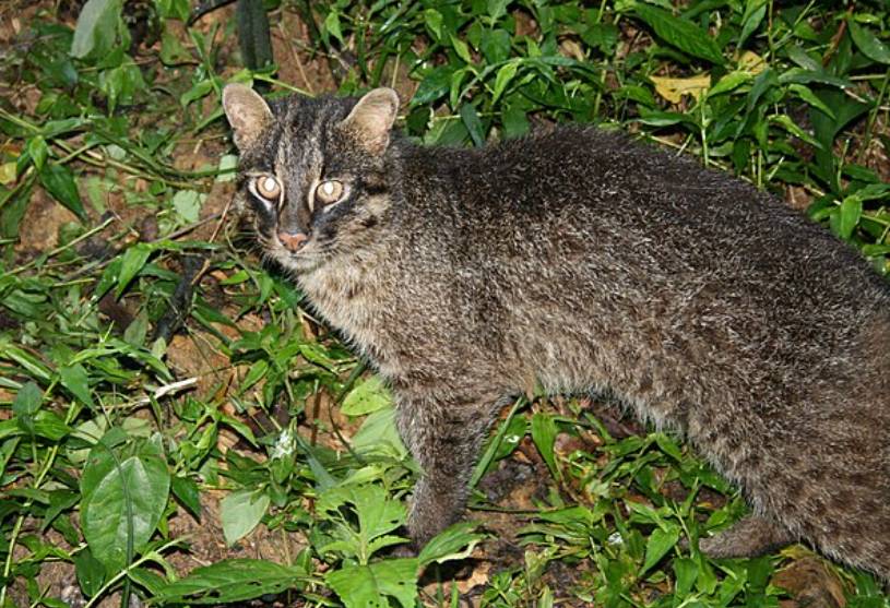 Iriomote Cat