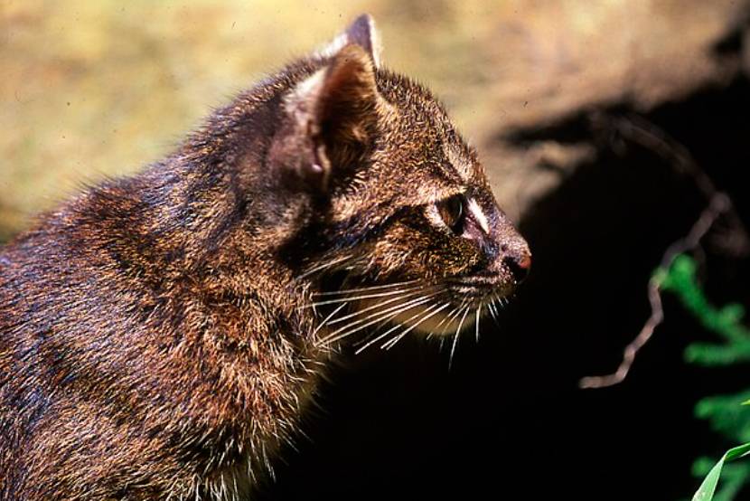 Iriomote Cat