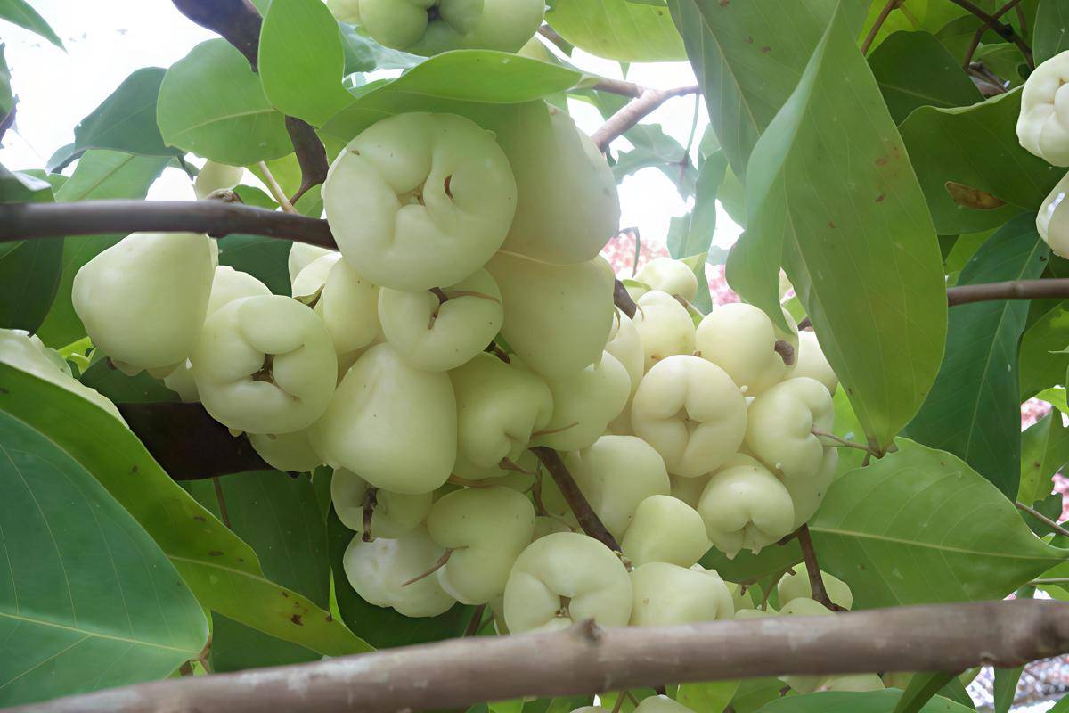 Potret Jambu Air Camplong