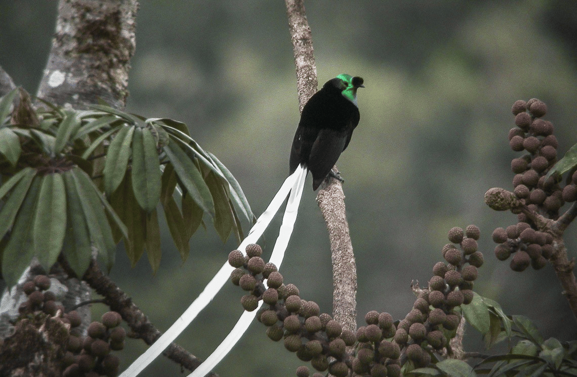 ilustrasi burung astrapia (commons.wikimedia.org/Francesco Veronesi)