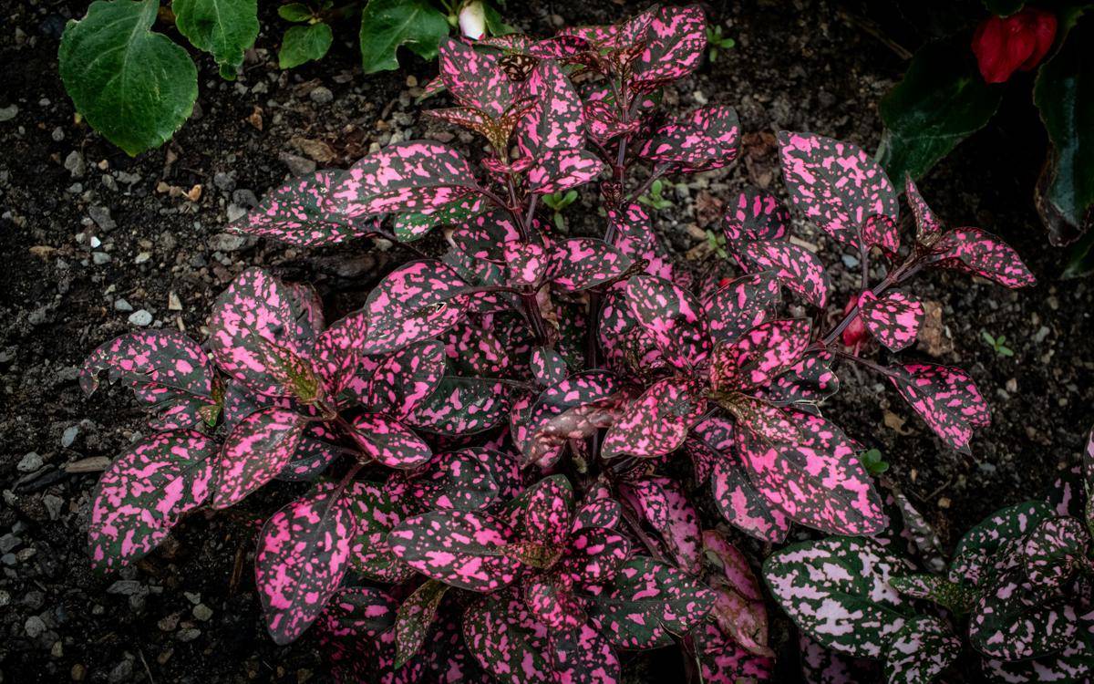 ilustrasi polka dot plant (unsplash.com/Zoshua Colah)