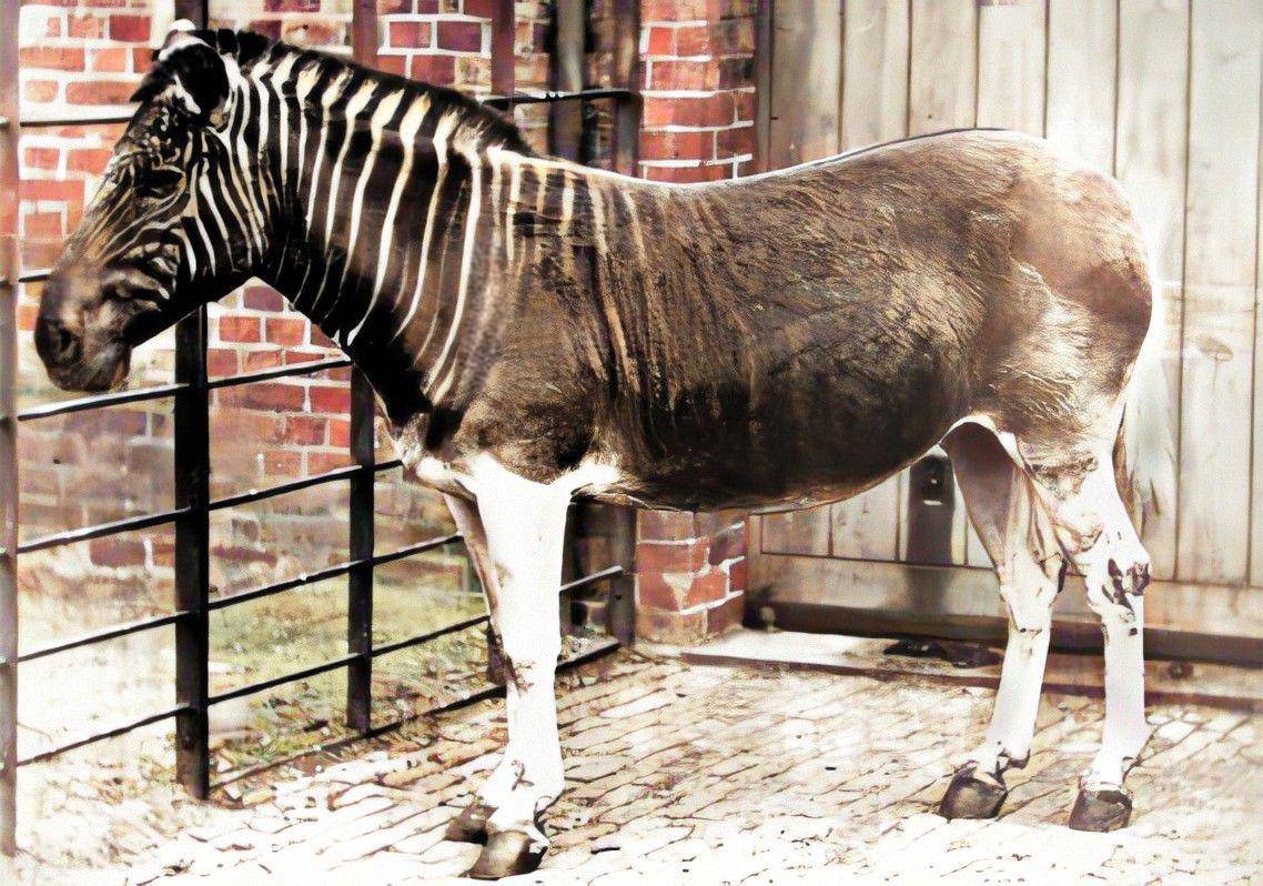 Zebra Quagga