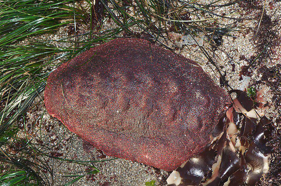 Gumboot Chiton