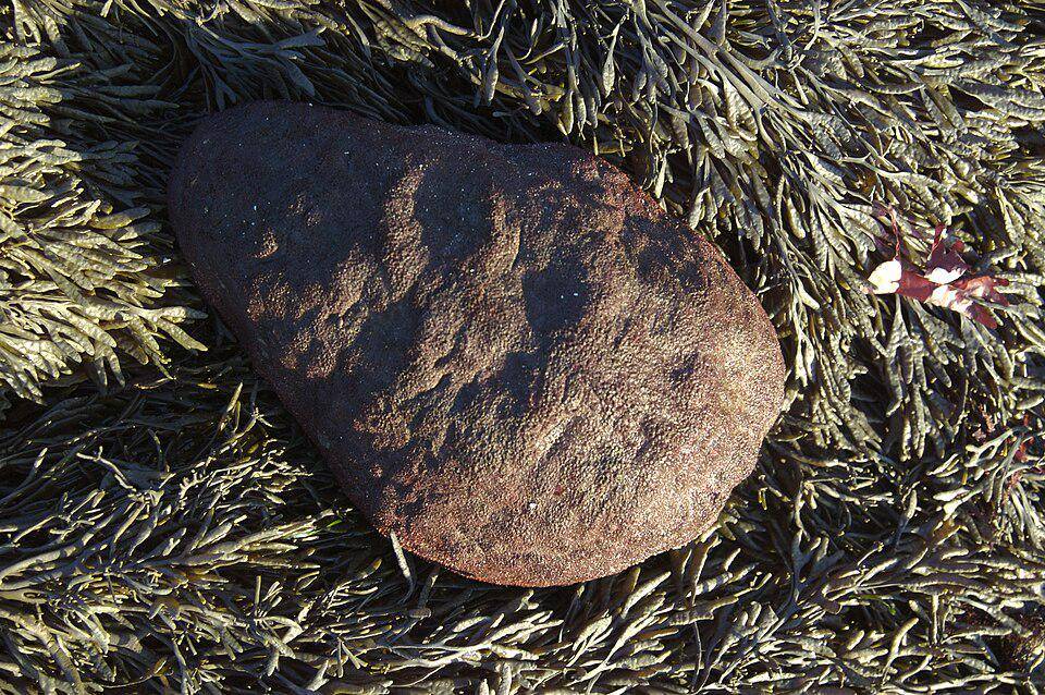 Gumboot Chiton