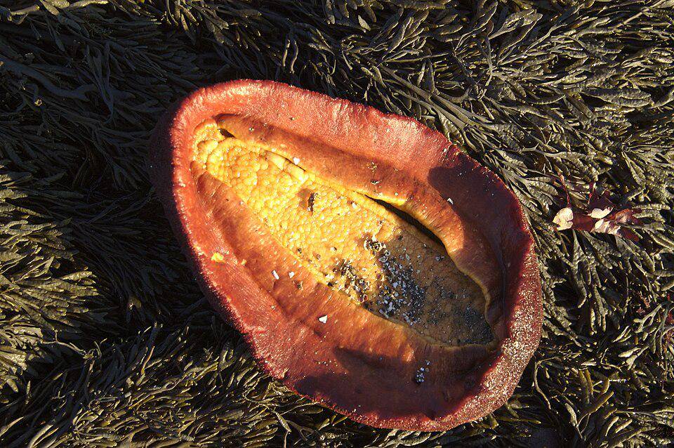 Gumboot Chiton