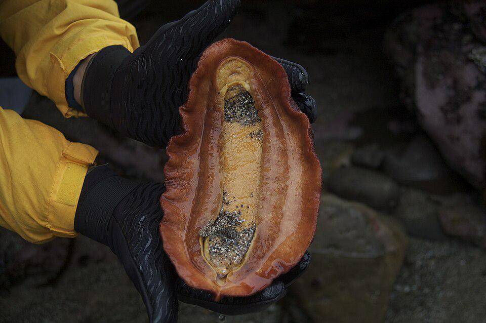 Gumboot Chiton