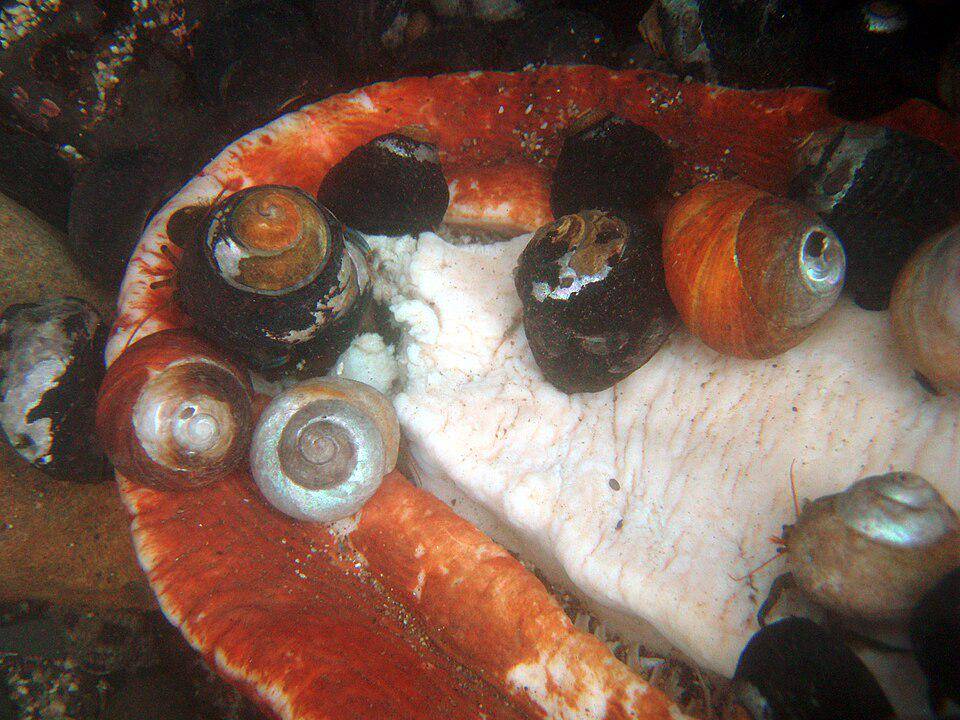 Gumboot Chiton