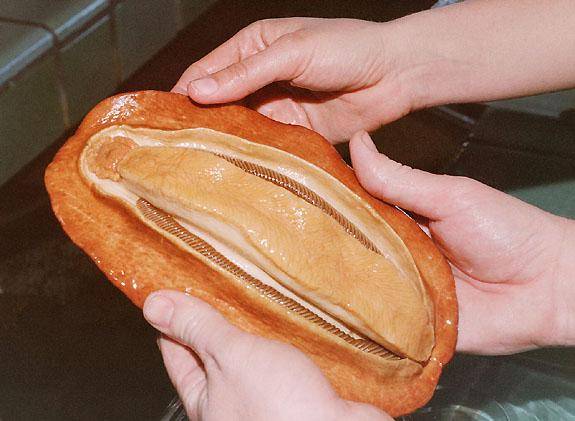 Gumboot Chiton