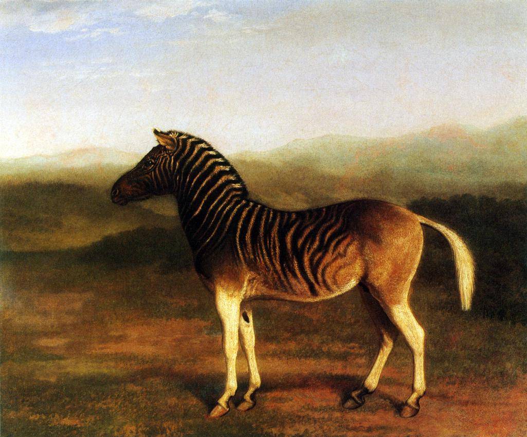Zebra Quagga