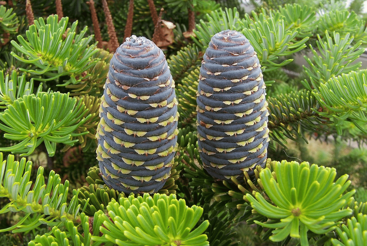 tumbuhan (commons.wikimedia.org/Jan Mehlich)