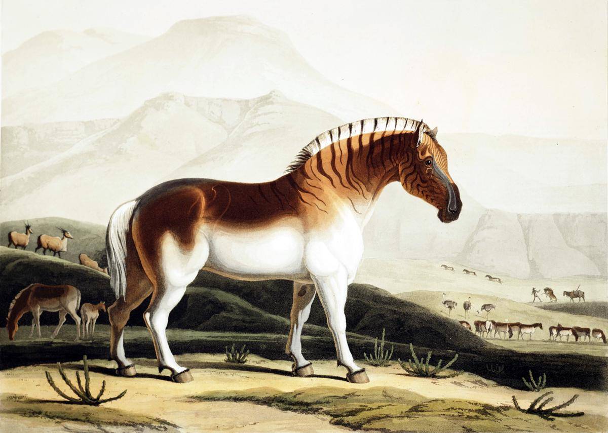 Zebra Quagga