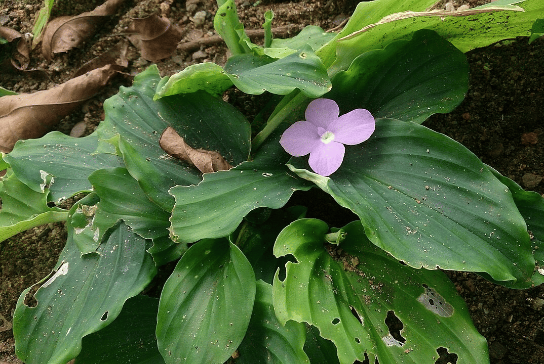 daun kencur (commons.wikimedia.org/Mokkie)
