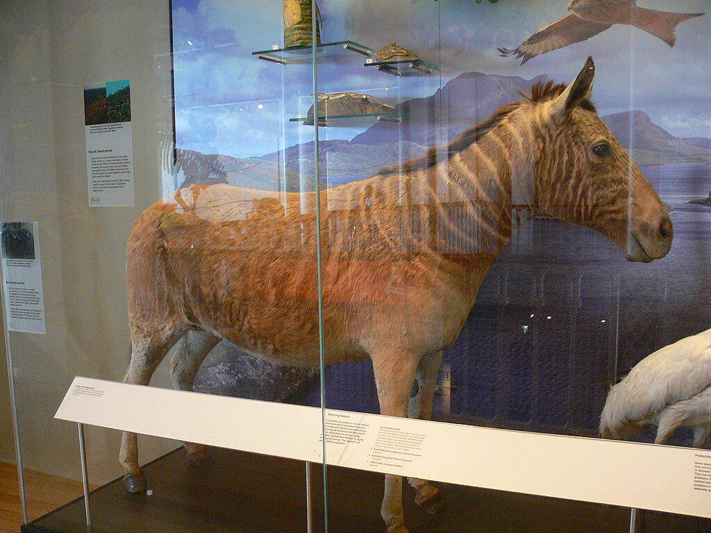 Zebra Quagga