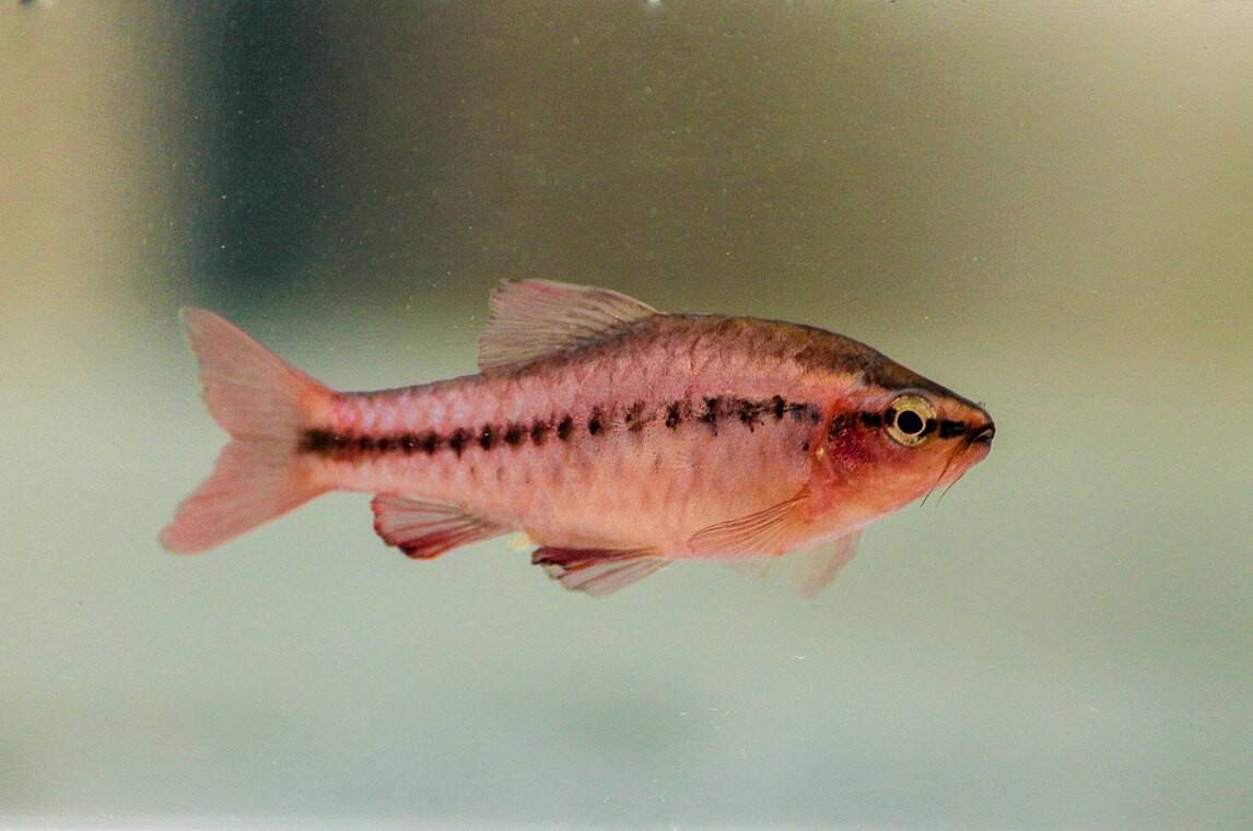 Cherry Barb