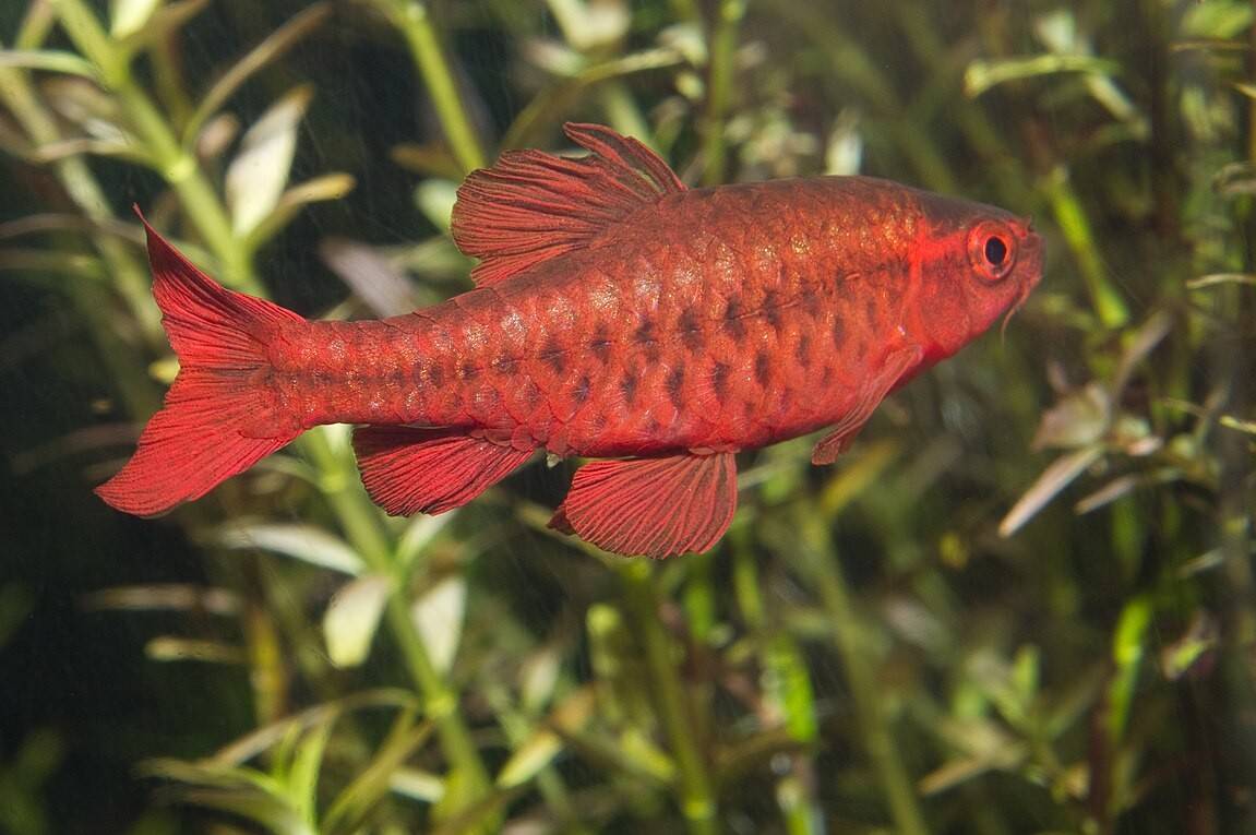 Cherry Barb
