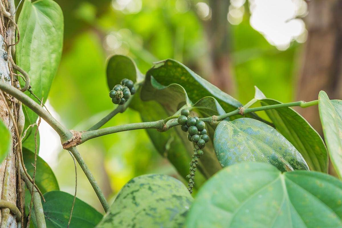 daun lada (commons.wikimedia.org/Adrian Scottow)