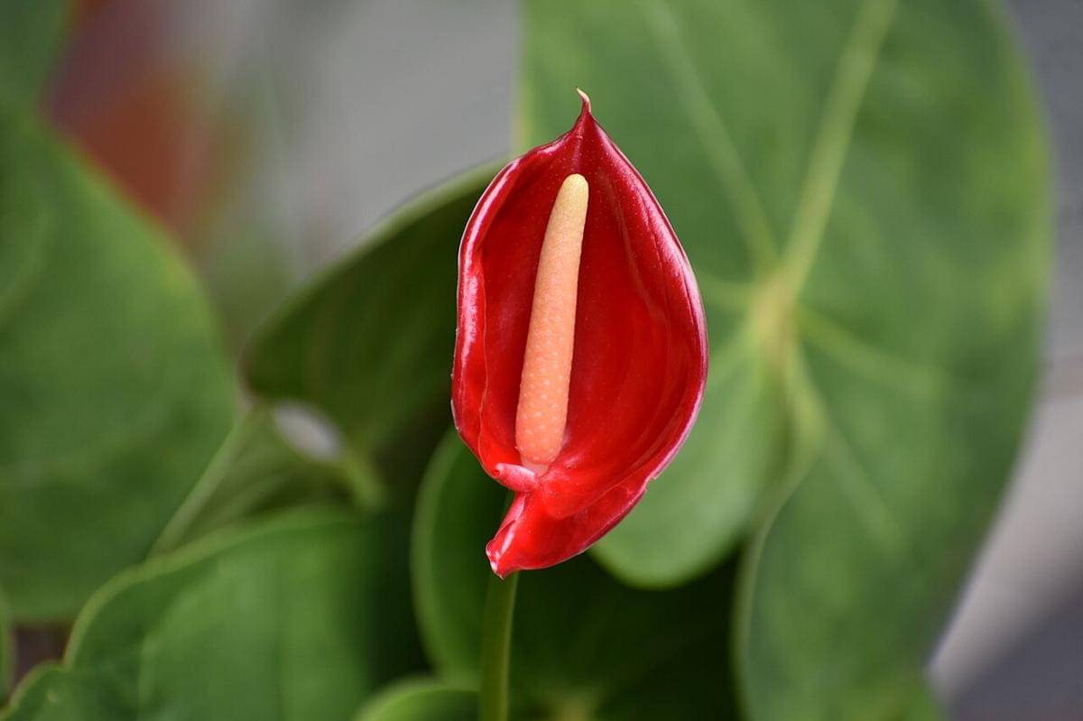 daun kuping gajah (commons.wikimedia.org/Ganesh Mohan T)