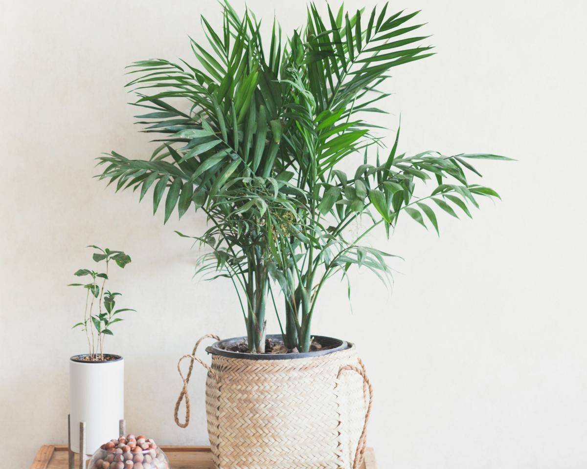 ilustrasi tanaman areca palm (unsplash.com/Behnam Norouzi)
