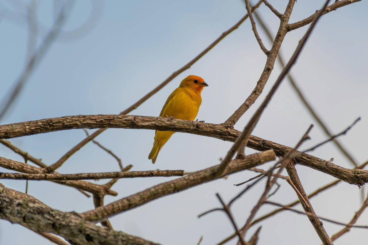 Burung Kenari