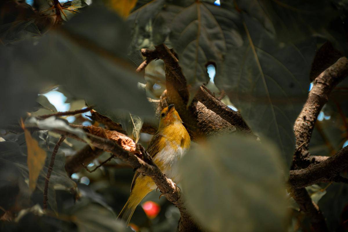Burung Kenari