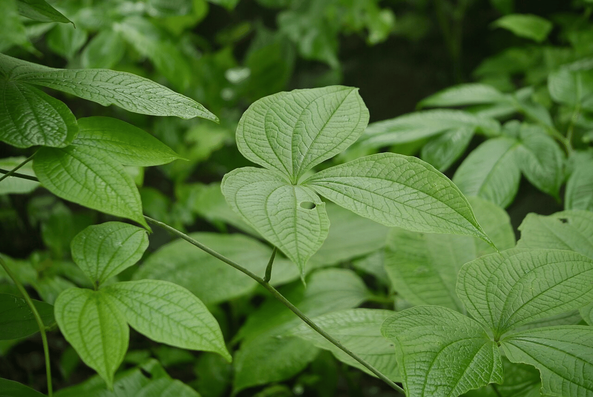 daun gadung (commons.wikimedia.org/Dinesh Valke)