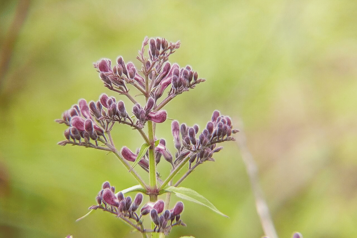 tumbuhan (commons.wikimedia.org/Nativeplants garden)