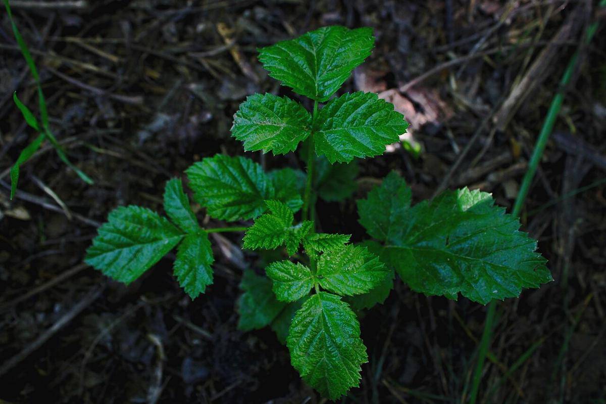 tumbuhan (commons.wikimedia.org/Humoyun Mehridinov)