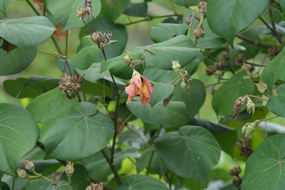 daun waru (commons.wikimedia.org/Dinesh Valke)