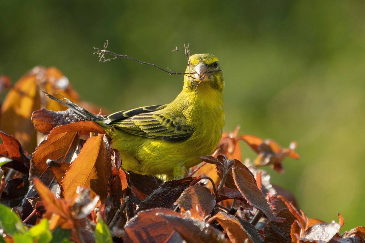 Burung Kenari