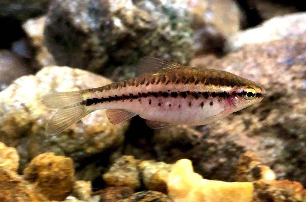 Cherry Barb