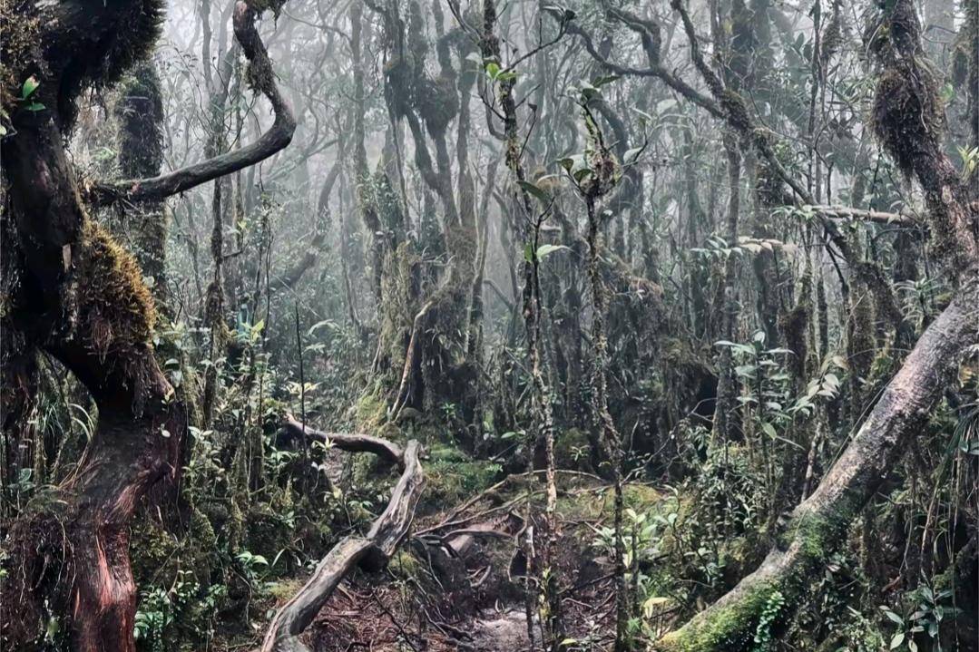 View yang kamu dapatkan ketika menyusuri rute pendakian (tiktok.com/syahrunmf)