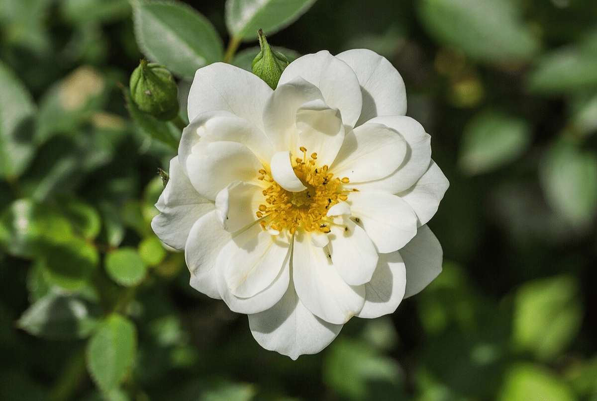 tumbuhan (commons.wikimedia.org/Dominicus Johannes Bergsma)