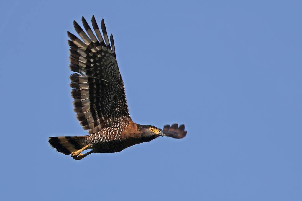 elang-ular sulawesi sedang terbang (inaturalist.org/james_birdtourasia)