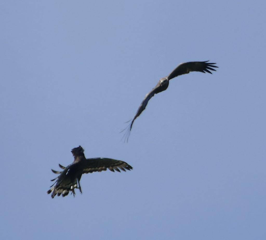 pasangan elang-ular sulawesi terbang bersama (inaturalist.org/jeanpaulboerekamps)
