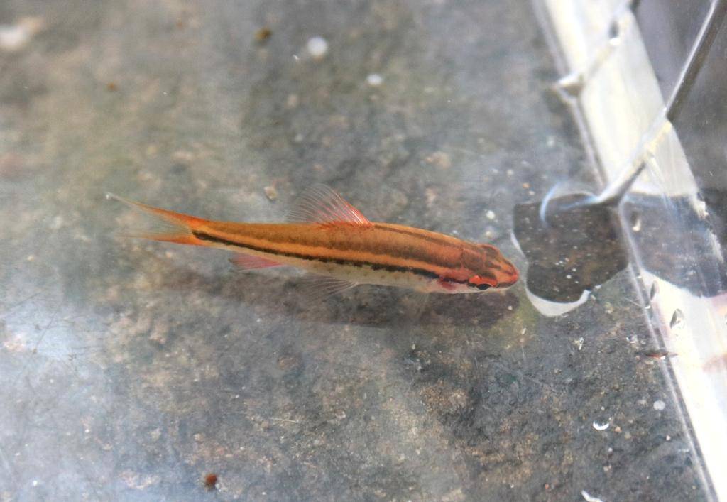 Cherry Barb