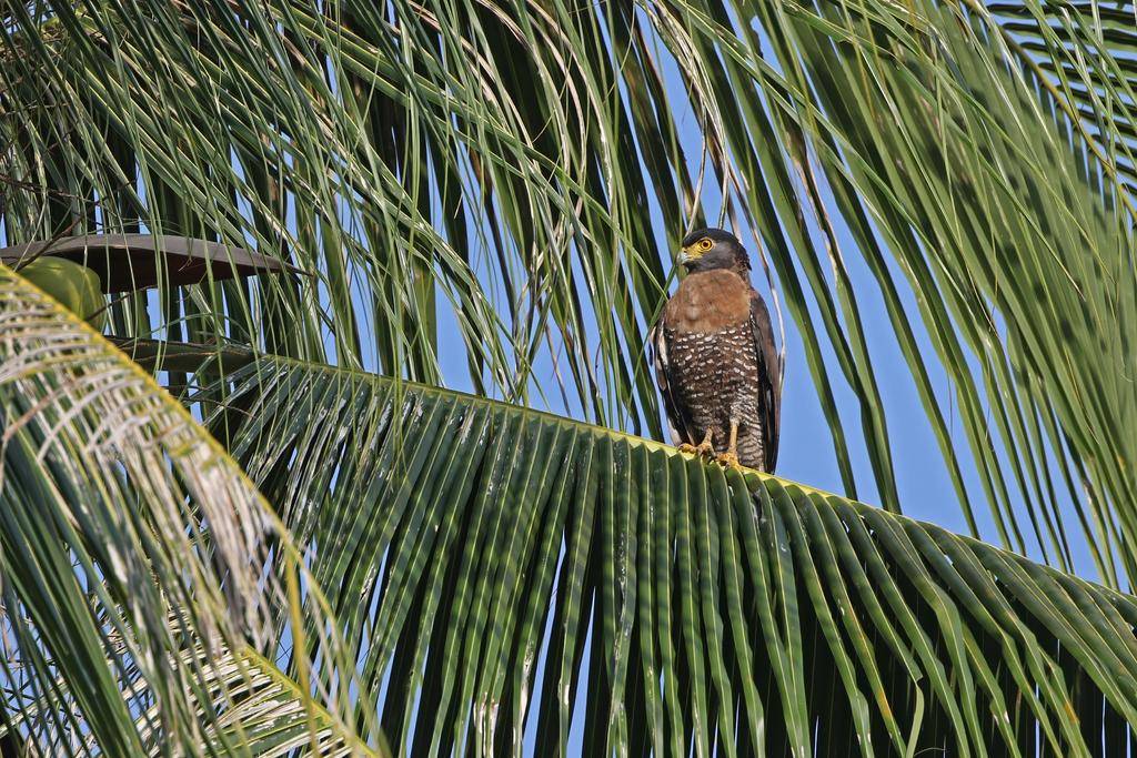 elang-ular sulawesi di atas pohon kelapa (inaturalist.org/james_birdtourasia)