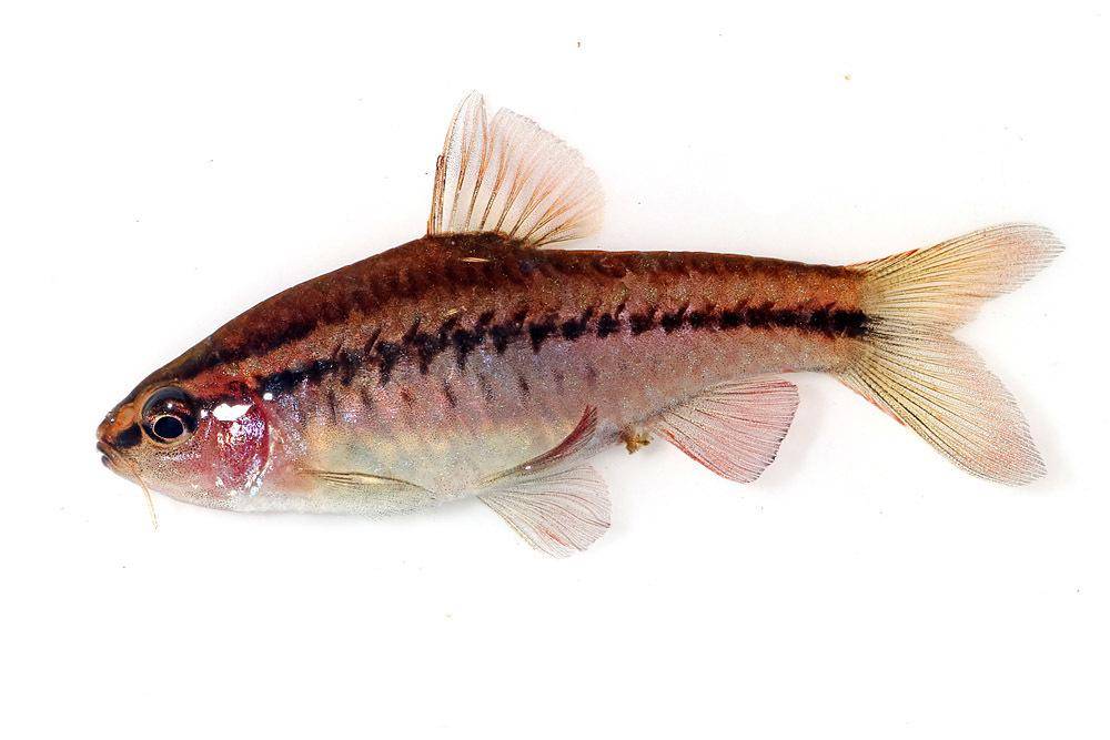 Cherry Barb