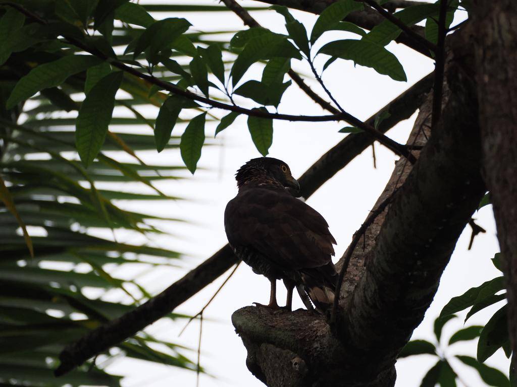 elang-ular sulawesi sedang beristirahat (inaturalist.org/jujuwild)