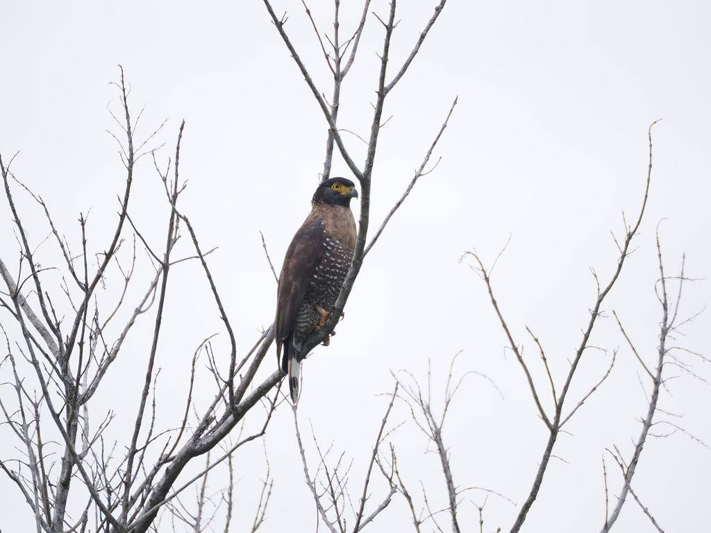 potret elang-ular sulawesi yang sedang bertengger (inaturalist.org/jujuwild)