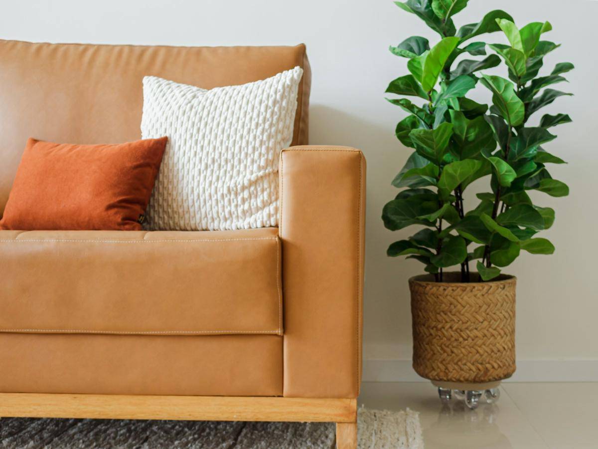 ilustrasi tanaman fiddle leaf fig (unsplash.com/Lucas de Moura)